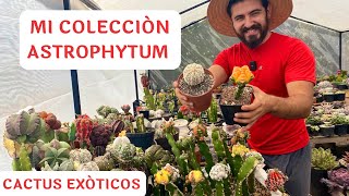 Toda mi COLECCION de astrophytums/ CACTUS EXÓTICOS