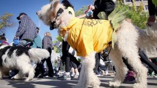 UWM's 2016 Panther Prowl - Running with Milwaukee Engineers