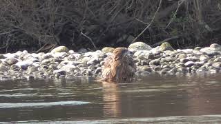 E0475　大分川　水浴びするトンビ　Oita River   Black kite bathing