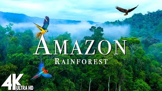 Amazon Wildlife 4K - Part 2 | Animals That Call The Jungle Home | Amazon Rainforest |Relaxation Film