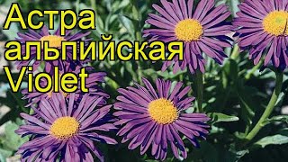 Астра альпийская Виолет. Краткий обзор, описание характеристик, где купить саженцы