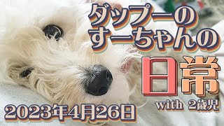 【ダップー犬】2023年4月26日ってこんな日でした 【日常動画】