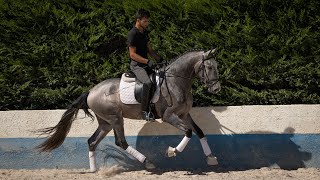 **SOLD** 4YO Lusitano for Dressage - top bloodlines and great riding qualities (REF#663)