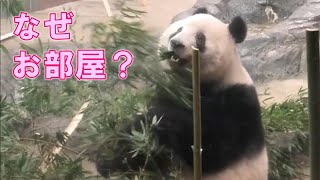 12/3シャンシャン天気良いのに朝から部屋とかビックリさせないで…giantpanda @tokyo 上野動物園