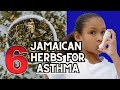 6 JAMAICAN HERBS for ASTHMA / Earth's Medicine