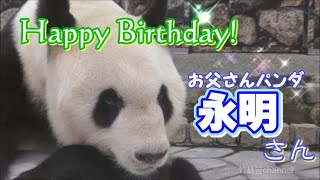 【おとうさんパンダ】永明さん29歳👑お誕生日おめでとう🎊【バースデーメモリアル】Giant Panda -Eimei -☆Happy 29th Birthday!