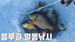 영하 15도! 강이 얼어 붙었지만 블루길은 못 참지 [Catch and cook Bluegill]