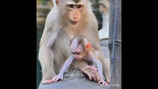 赤ちゃんモンキーと優しいママ！Cute baby Monkey Family !