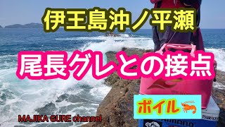 海がザワつくとグレの活性が上がる❓伊王島沖ノ平瀬梅雨グレ終盤絶好調❗尾長グレとの接点❗【磯グレ】