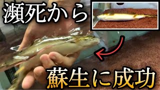 ポリプテルスが瀕死！愛魚を救いたい！