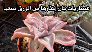 أمهات إكثار العصاريات من الورق ( الجزء الأخير ) و بديل المبيد الفطرى mini greenhouse for succulents