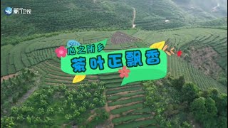 【閩南通】茶葉正飄香丨「心之所鄉」第二季 第一集丨廈門衛視閩南通