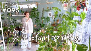 【ツインクル】オンシジュームの植替え（Vlog/095）