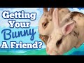 BUNNY BONDING Basics || Watch This Before Bonding Your Rabbits