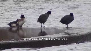 積雪〜琵琶湖の鳥たち〜