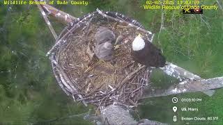 Bald Eagle - WRDC Eagle Nest Cam 02.02.2025 12:55