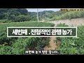 ep.24 2022고추 품종추천 석회 결핍에 강한 농우바이오 신품종 칼탄맥스