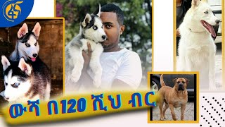 አንድ ውሻ በ120 ሺህ ብር የሚሸጥባት አዲስ አባበ :- ‘’120 ሺህ ብር ውሻ  ሸጫለሁ’’ ሮቤል አክሊሉ