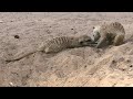 suricate a small mongoose found in southern africa kgalagadi transfrontier park