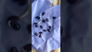 How to grow Apple seeds in paper