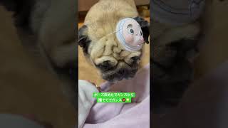 ひょっとこさん。#パグ #pug #ぱぐ #日常 #癒し #shorts #ショート #しょーと #犬のいる暮らし #犬のいる生活 #いぬ