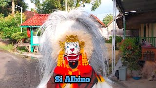 Test solah barongan Albino , ISTIMEWA ..!!!!