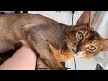 You owe me chicken meal! Abyssinian cat prevents human from using the mouse