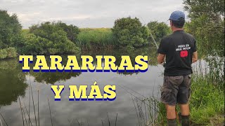 Pesca de tarariras y más en Pesca en agua dulce