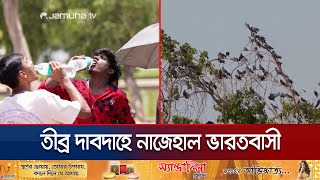 ভারতে দাবদাহের প্রকোপ; হিটস্ট্রোকে মারা যাচ্ছে অসংখ্য পাখিও | India birds Heat stroke | Jamuna TV