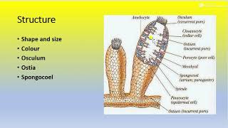 STRUCTURE OF SYCON UNIT 1 BY DR. KIRAN RAMRAO BORKAR