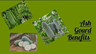 Ashgourd benefits/ బుడిద గుమ్మడికాయ ఆరోగ్య ప్రయోజనాలు/ weightloss juice