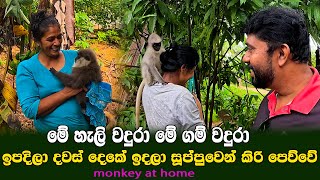 දෙන්නා ගෙවල් දෙකේම tv කඩලා තියෙන්නේ | මෙයා හැලි වදුරා මේ ගම් වදුරා | monkey video | pet at home