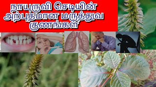 நாயுருவி செடியின்  பயன்கள்/ இலை/வேர்