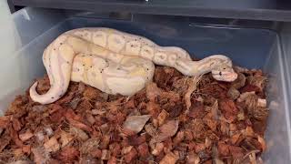 Ball Python Update a one by one look at my collection