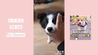 【Tik Tok Pet Channel】铲屎官失恋后，二哈在ktv陪他买醉k歌！抖音萌宠