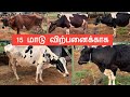 15 மாடு விற்பனைக்காக  சினை மாடும் உண்டு #radhakrishnanfarms