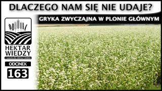 OBNIŻKA CEN NAWOZÓW | GRYKA ZWYCZAJNA W PLONIE GŁÓWNYM. DLACZEGO NAM SIĘ NIE UDAJE? | ODCINEK 163