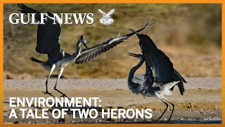 A tale of two herons