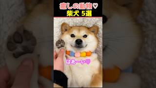 【癒しの柴犬】SNSでバズった動物かわいい犬動画５選！【Healing Shiba Inu】5 Cute Dog Videos That Went Viral on Social Media!