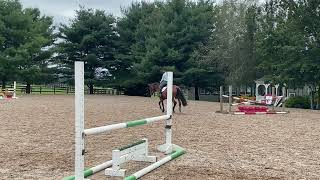 Dividends 2017 16h warmblood mare (gSire Grand Passion; dam sire PopeyeK)