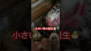 ナミちゃんのひよこが産まれました。#shorts #ひよこ #沖縄vlog #ニワトリ#田舎暮らし #動物