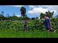 Harvesting Melons, And Bringing Them To Market For Sale | Farmer family