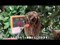 【衝撃】フクロウの意外な告白方法が可愛いすぎてtwitterで大バズりしている件