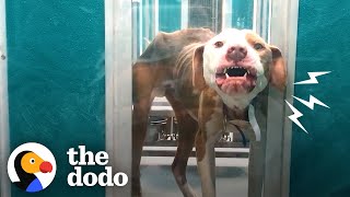 Terrified Pittie Transforms Into The Biggest Cuddlebug | The Dodo