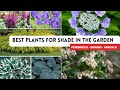 Best Plants for Shaded Areas in the garden | Shade loving plants & flowers for Home Garden