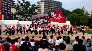 黒崎よさこい祭り させぼオールスターズ