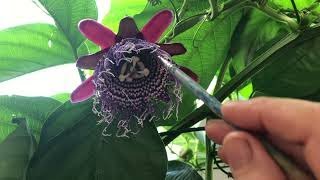 Passiflora  Quadrangularis (Пассифлора Квадрангулярис)