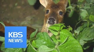 Crops \u0026 Wild Animals / KBS뉴스(News)