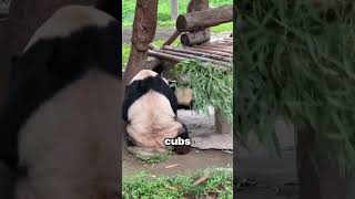 Why Pandas Aren't Afraid of Falling？ | STBossEn