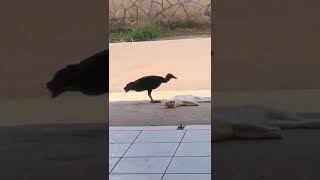 Urubu tenta comer gato vivo